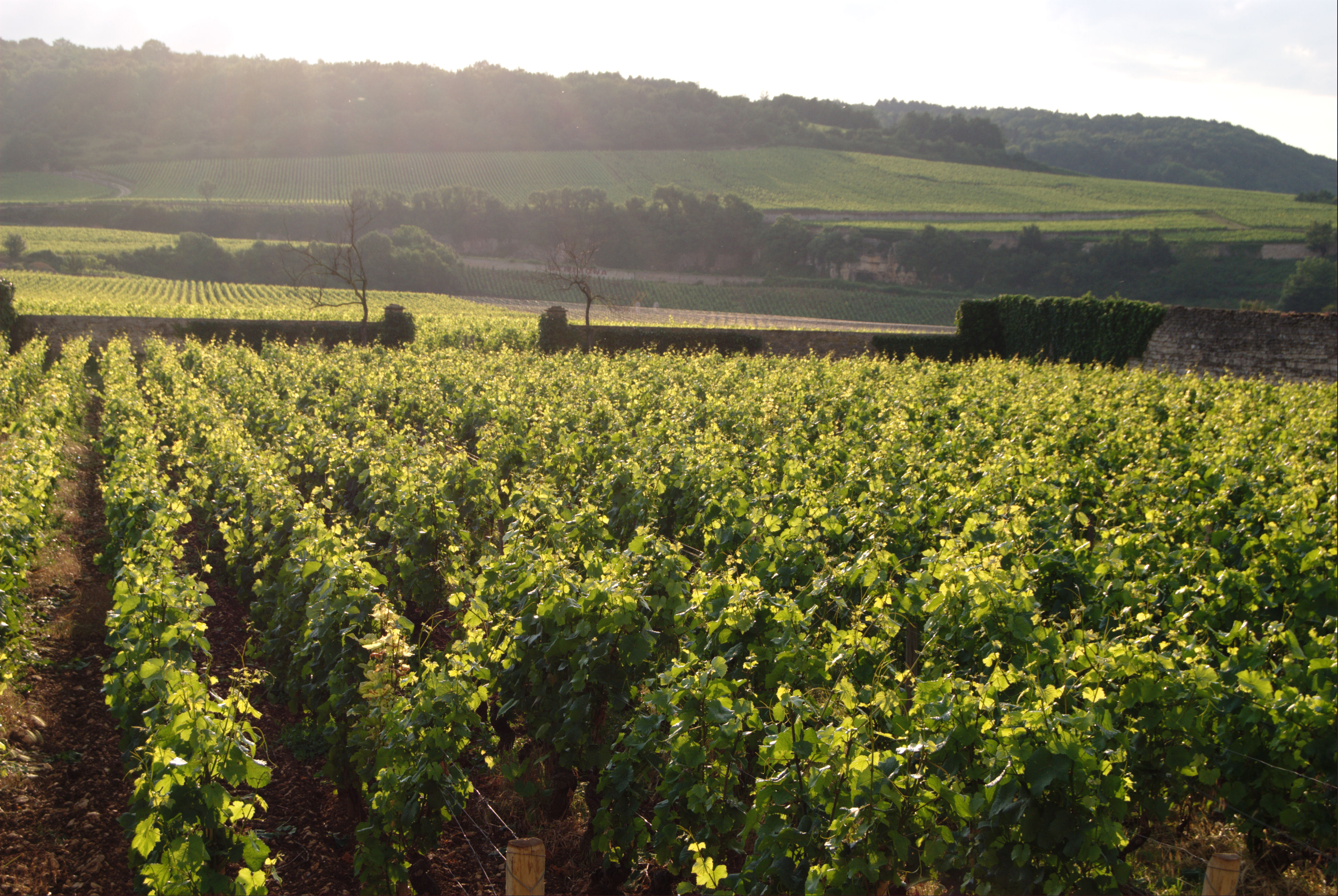 En Primeur